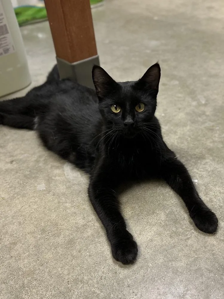 An adult medium-sized female Black Domestic Short Hair cat named Doodle for adoption in Mason City, IA