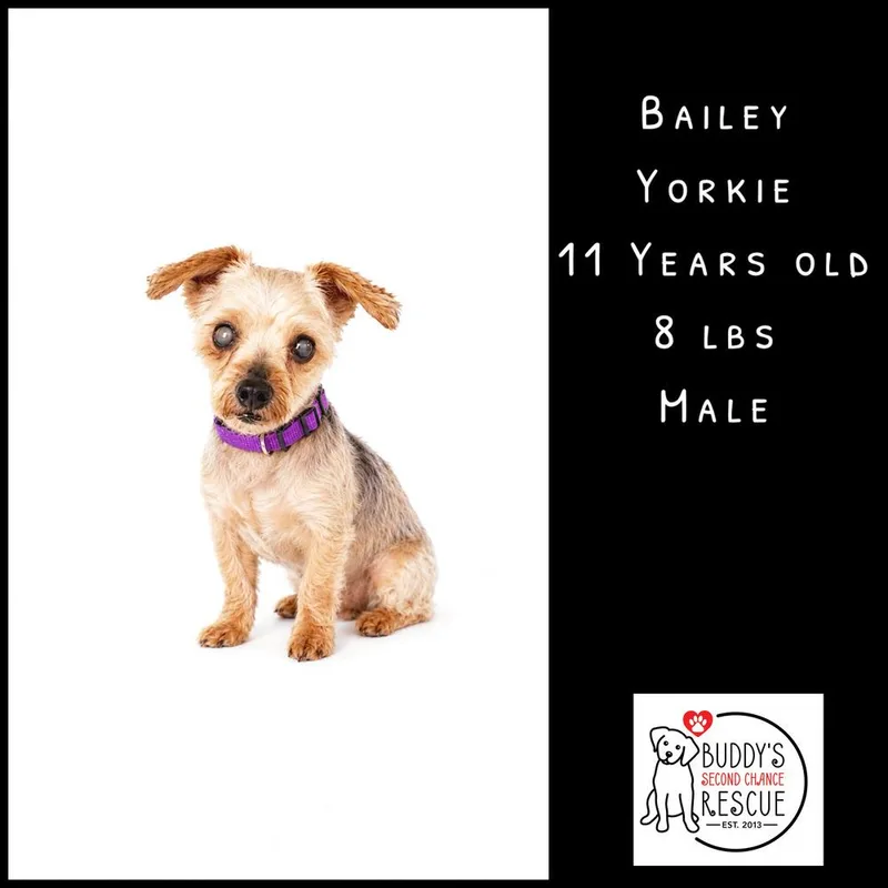 Bailey thumbnail 2