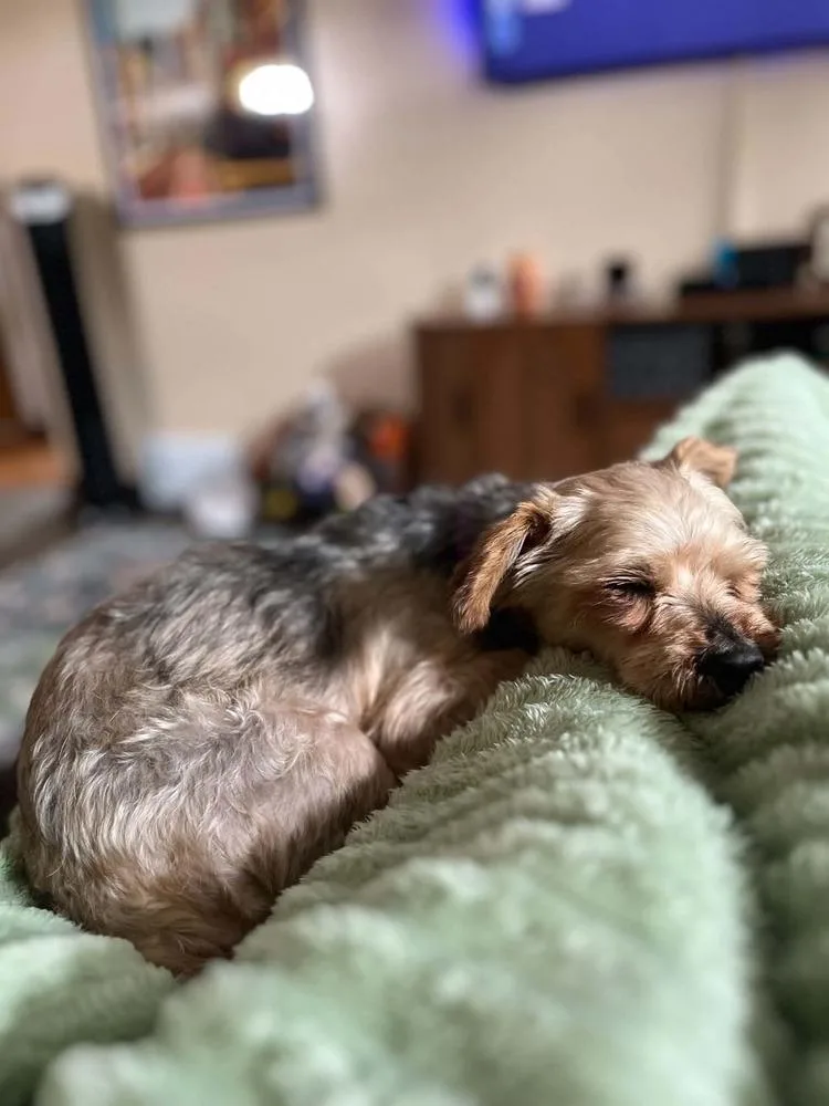 Bailey thumbnail 6
