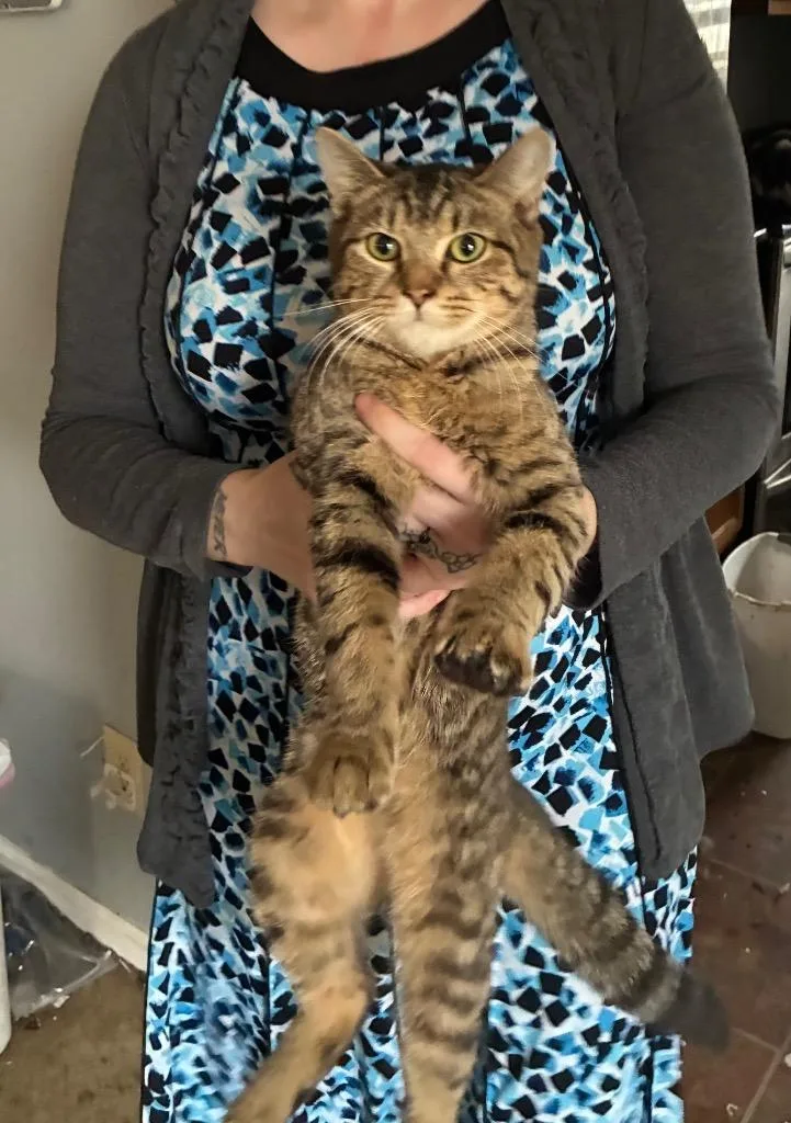 A young small-sized male Domestic Short Hair cat named Toran for adoption in Chickamauga , GA