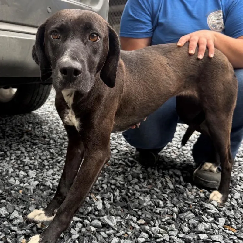 A young medium-sized female Black Mixed Breed dog named Riley for adoption in Mount Gilead, NC