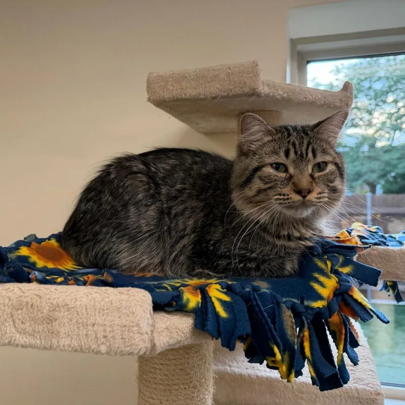 A young medium-sized male Gray / Blue / Silver Domestic Medium Hair cat named Link for adoption in Naperville, IL