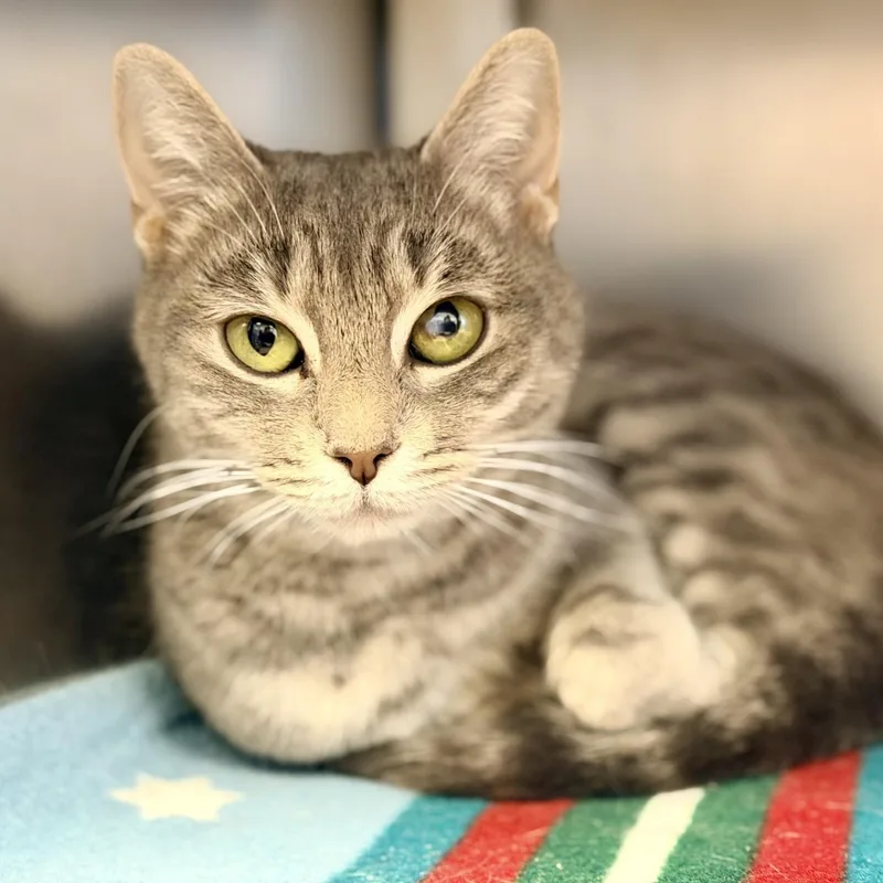 An adult medium-sized female Tabby (Gray / Blue / Silver) Domestic Short Hair cat named Tulip for adoption in Manahawkin, NJ