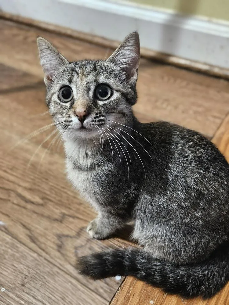 A baby small-sized female Brown / Chocolate Domestic Short Hair cat named Sopapilla for adoption in Greensboro, NC