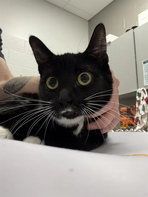 A young small-sized female Domestic Short Hair cat named Tomasa for adoption in Indianapolis, IN