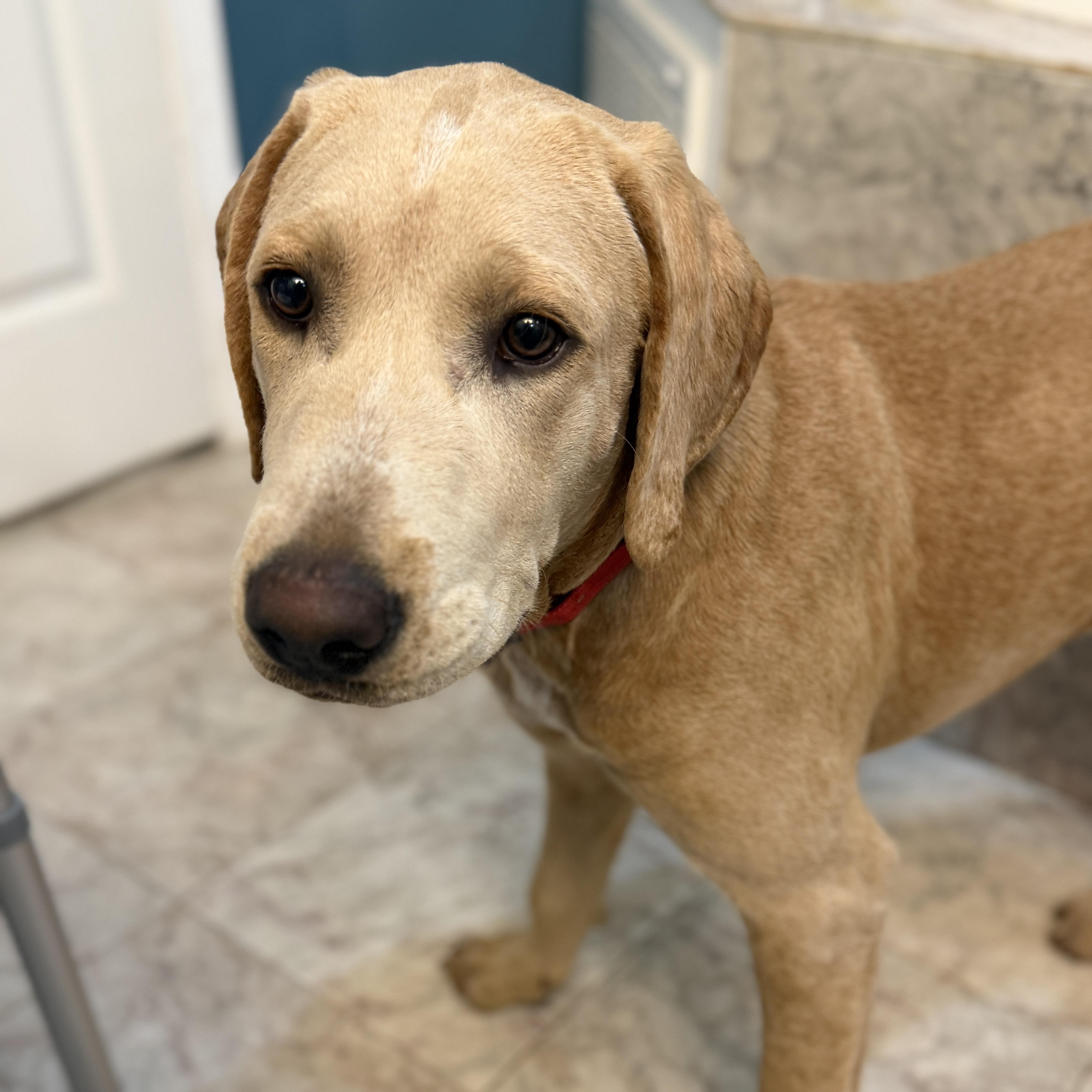 A baby medium-sized male Golden Retriever dog named Zeke for adoption in Corinth, MS