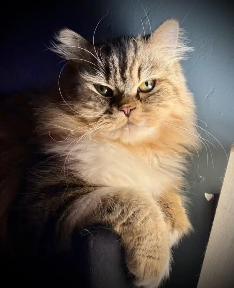 A young medium-sized male Persian cat named Ollie for adoption in Buffalo, NY