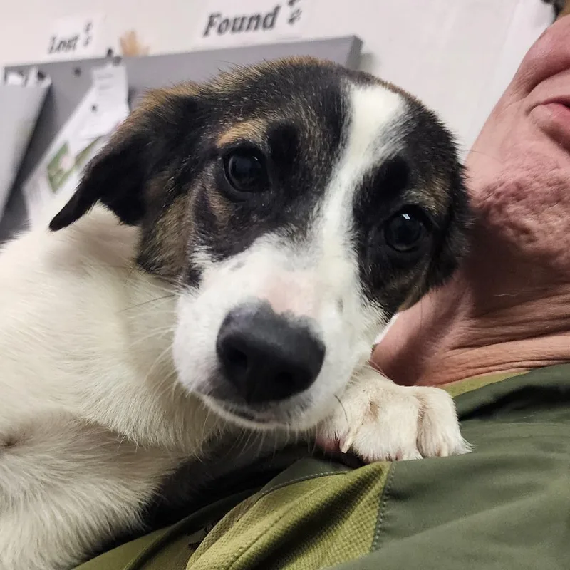 A young small-sized female White / Cream Mixed Breed dog named Lily for adoption in Charleston, WV