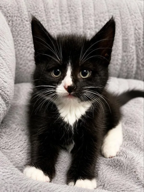 Jellybean