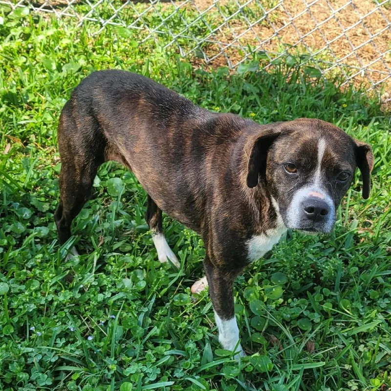 Violet Rose thumbnail 2