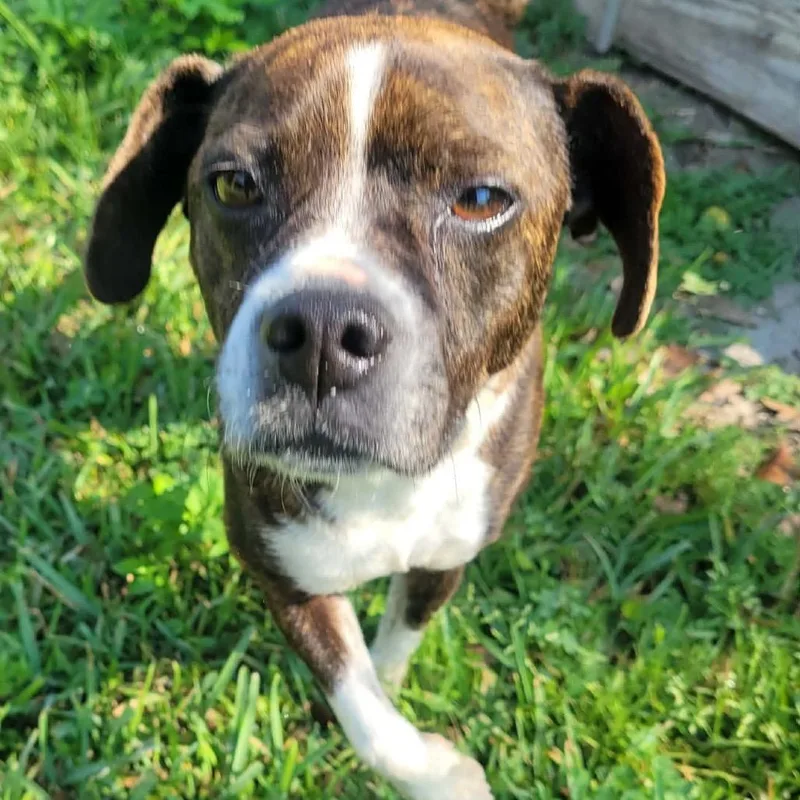 Violet Rose thumbnail 3