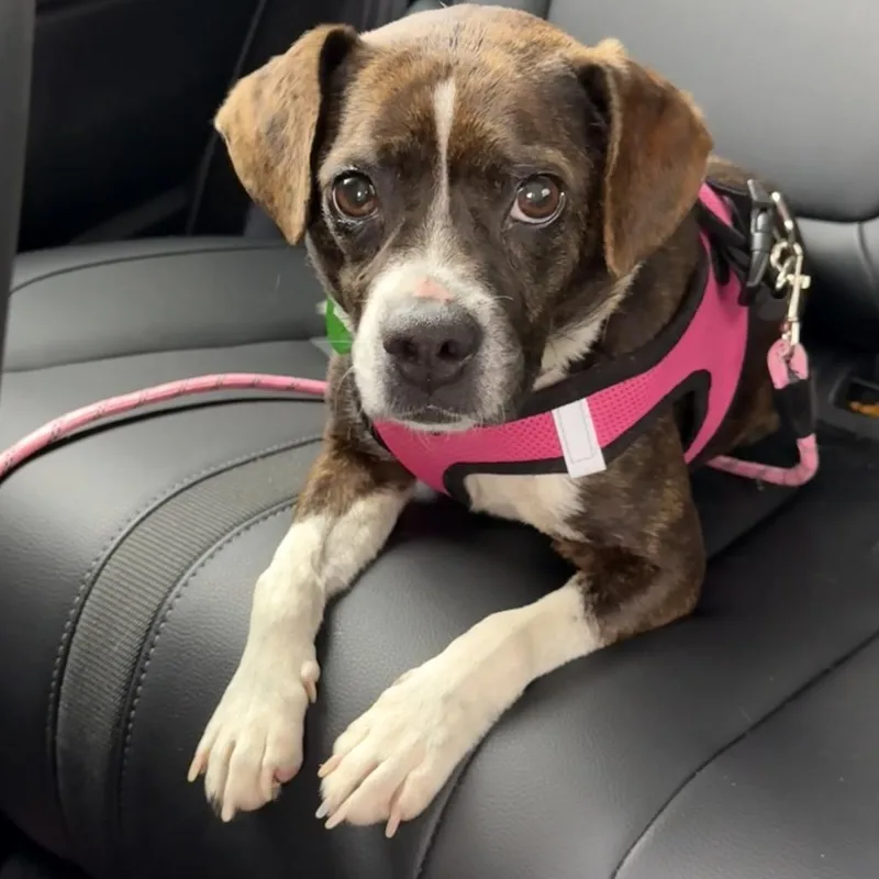 Violet Rose thumbnail 4