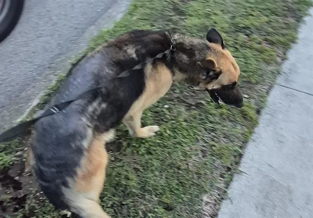 An adult large-sized female German Shepherd Dog dog named Sky for adoption in San Antonio, TX