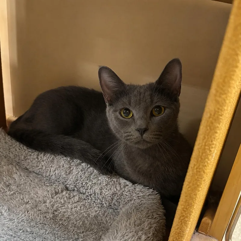 A young medium-sized female Gray / Blue / Silver Russian Blue cat named Babe for adoption in San Juan Capistrano, CA