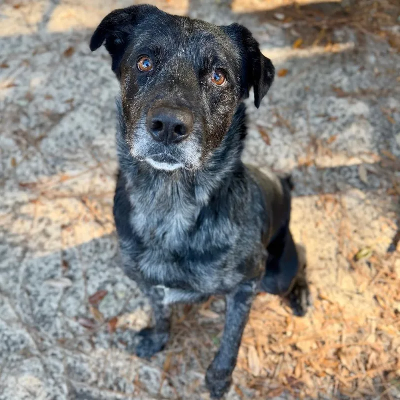 An adult medium-sized male Black Mixed Breed dog named Kiboko for adoption in Milton, FL