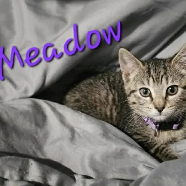 A baby small-sized female Torbie Domestic Short Hair cat named Meadow for adoption in Chillicothe, IL