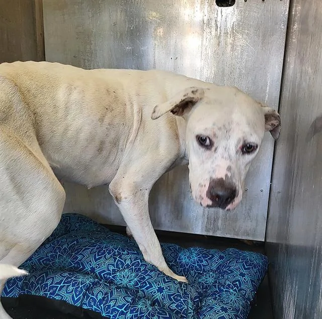 An adult medium-sized female American Staffordshire Terrier dog named Junebug for adoption in San Antonio, TX