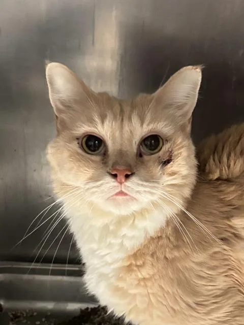 An adult medium-sized male Domestic Short Hair cat named Crab for adoption in Bakersfield, CA