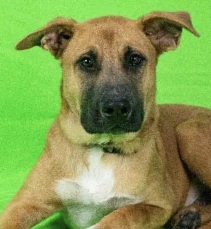 A baby medium-sized male Shepherd dog named Archen for adoption in Sacramento, CA