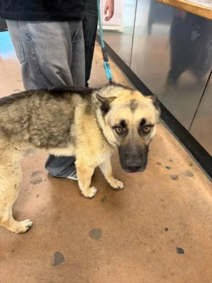 A young large-sized male German Shepherd Dog dog named Delgotto for adoption in Van Nuys, CA