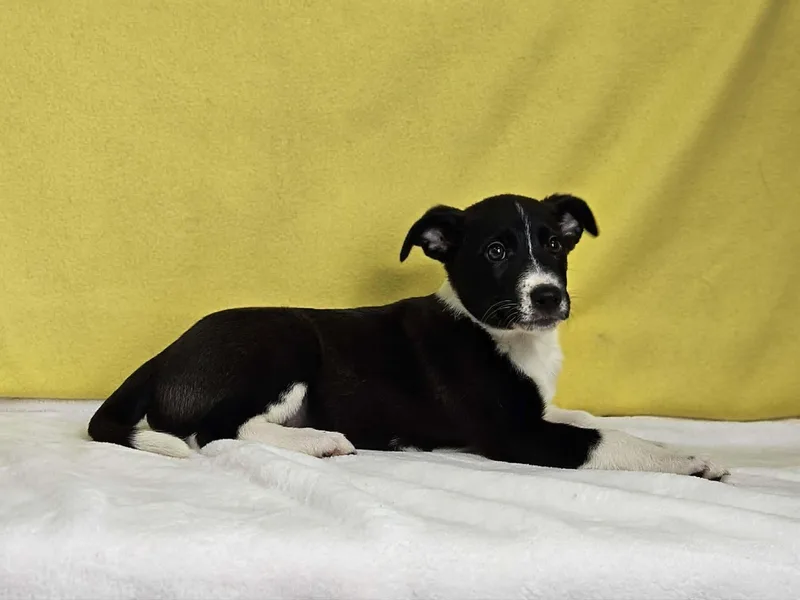 A baby small-sized female Black Jack Russell Terrier dog named Mary for adoption in East Sparta, OH