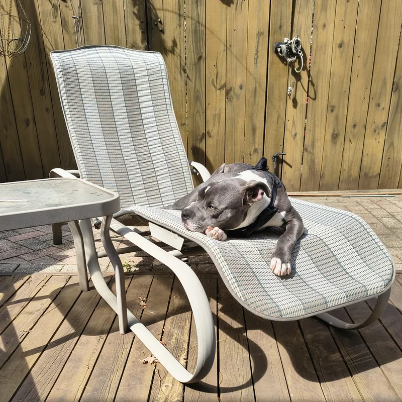 A young medium-sized female Gray / Blue / Silver Pit Bull Terrier dog named Meredith for adoption in Detroit, MI