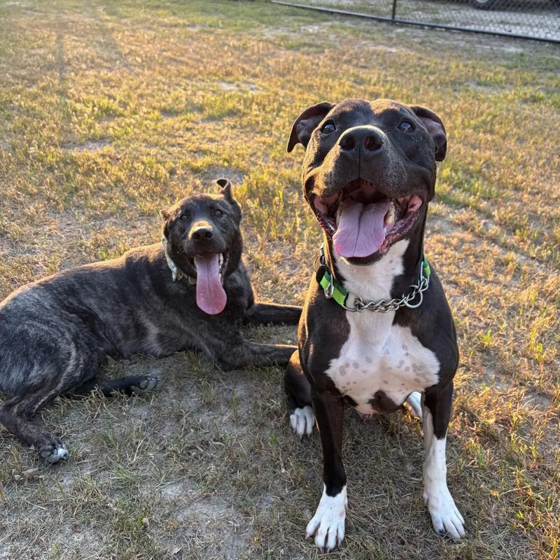 An adult medium-sized male Black Mixed Breed dog named Indiana Bones for adoption in Columbus, GA