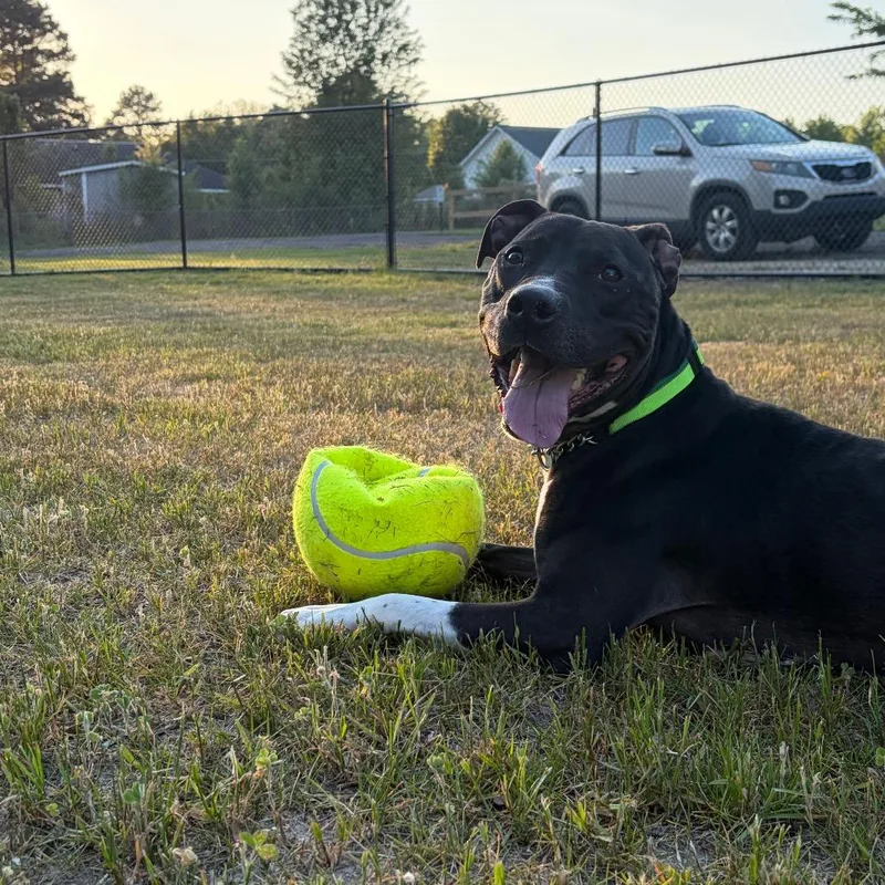 Indiana Bones thumbnail 2