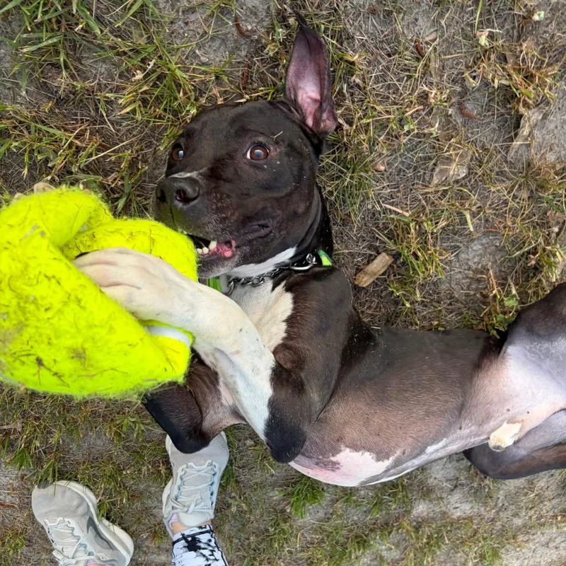 Indiana Bones thumbnail 3