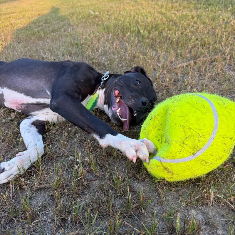 Indiana Bones thumbnail 4