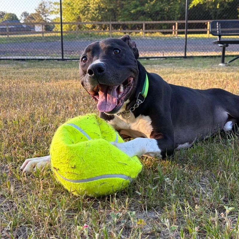 Indiana Bones thumbnail 5