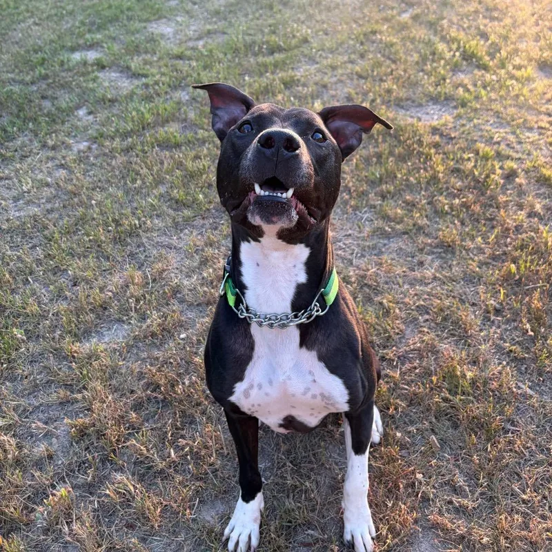 Indiana Bones thumbnail 6