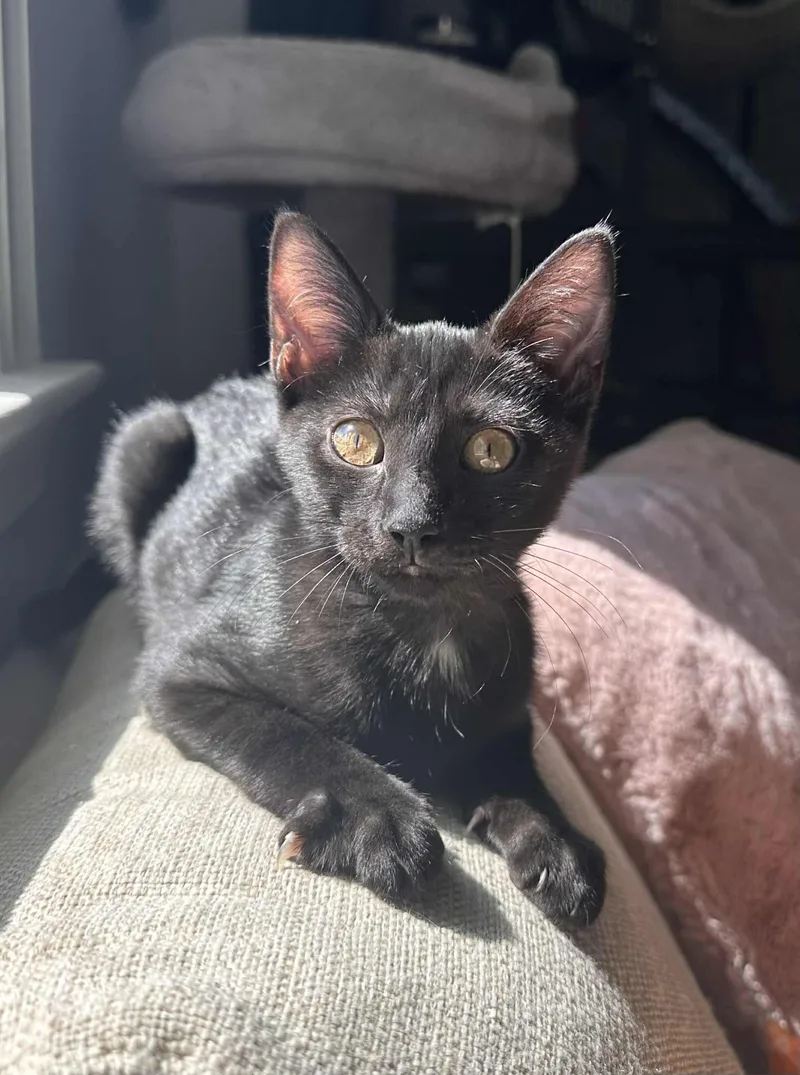 Gretchen =^.^= thumbnail 2