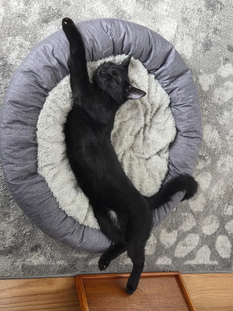 Gretchen =^.^= thumbnail 3