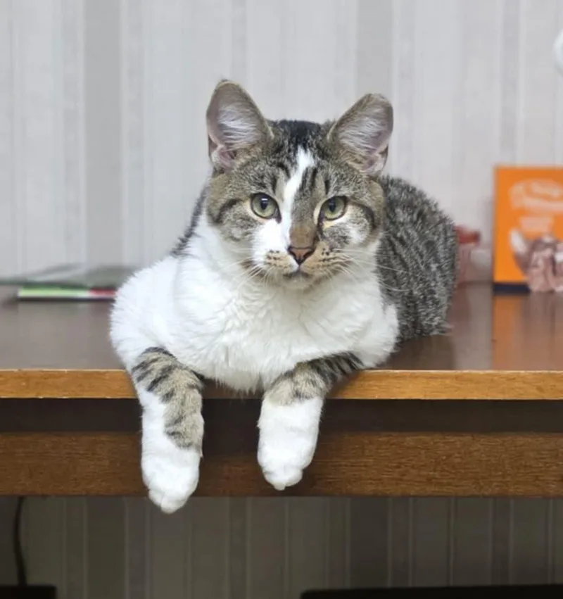A young medium-sized male Domestic Short Hair cat named George for adoption in Mechanicsburg, PA