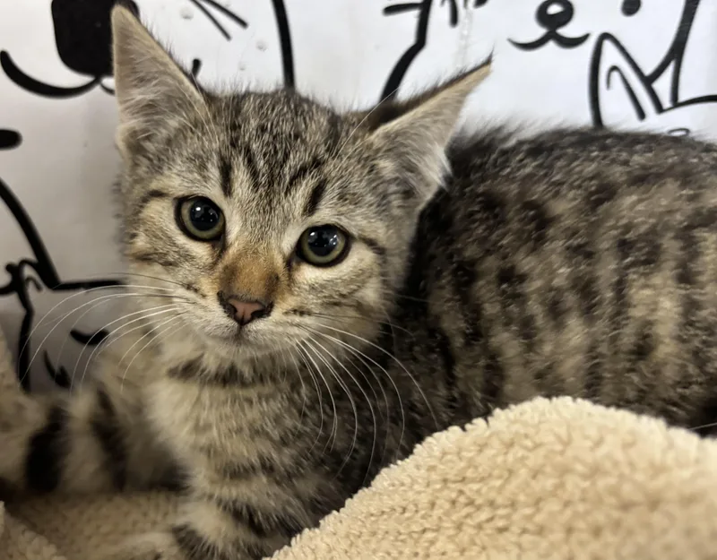 A baby small-sized female Domestic Short Hair cat named Joy for adoption in San Pedro, CA