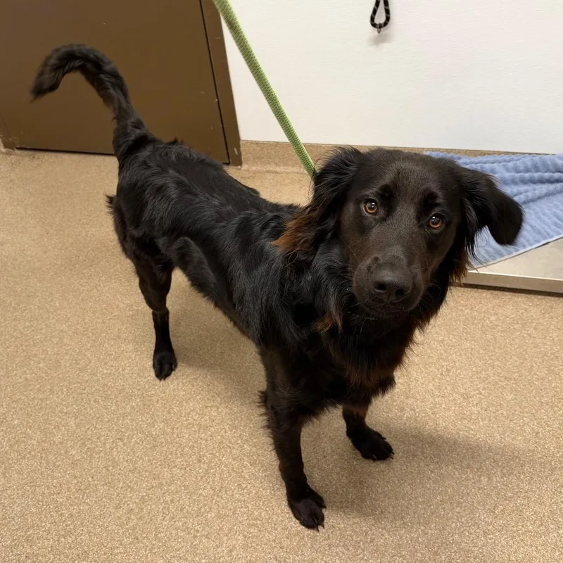 An adult medium-sized male Black Flat-Coated Retriever dog named Barron for adoption in League City, TX