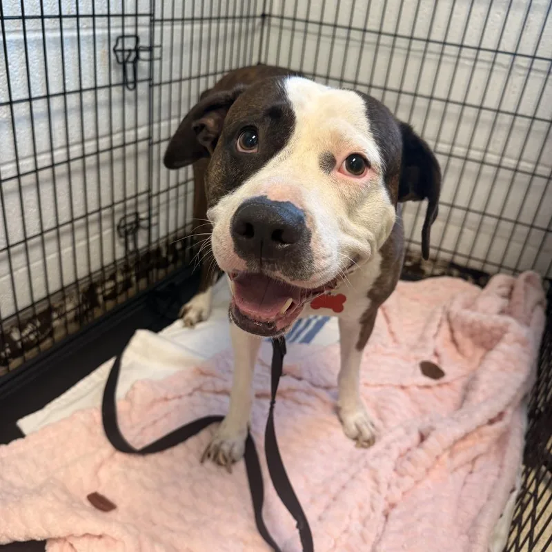 An adult large-sized male Brindle Pit Bull Terrier dog named Yolo for adoption in East Saint Louis, IL