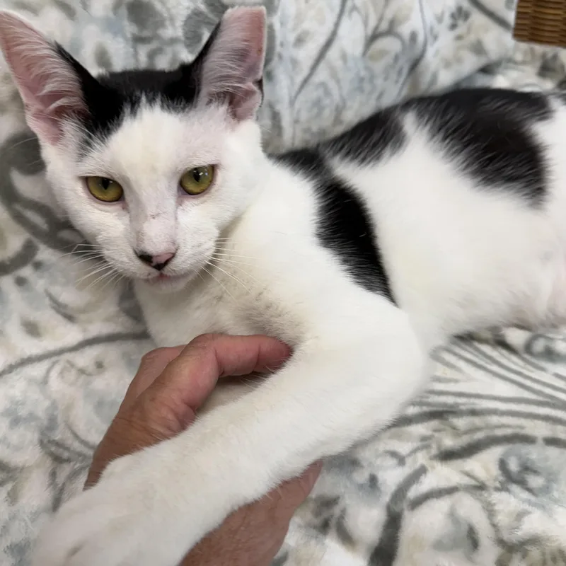 A young medium-sized male Black & White / Tuxedo Domestic Short Hair cat named Bishop for adoption in Fernandina Beach, FL