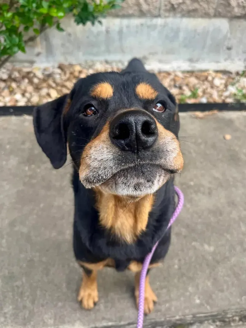 An adult large-sized male Rottweiler dog named Sam for adoption in Polk, OH
