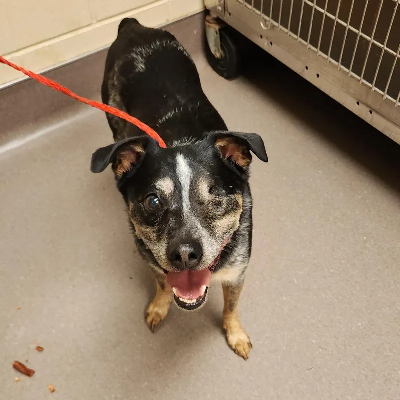 A senior small-sized male Gray / Blue / Silver Australian Cattle Dog / Blue Heeler dog named Brent for adoption in Bend, OR