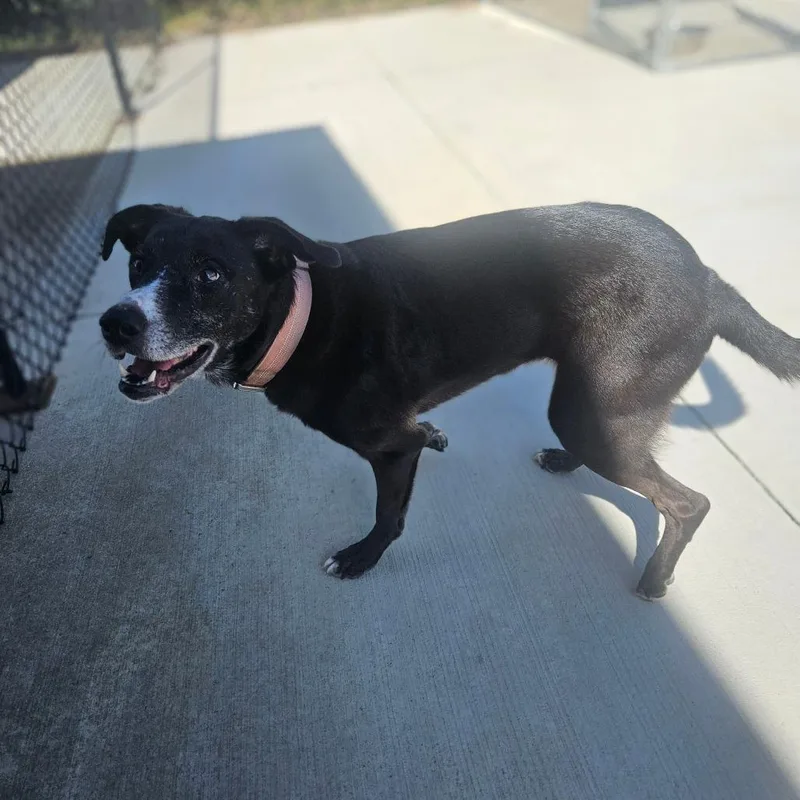 A senior medium-sized female Black Labrador Retriever dog named Charlie for adoption in Monticello, IA