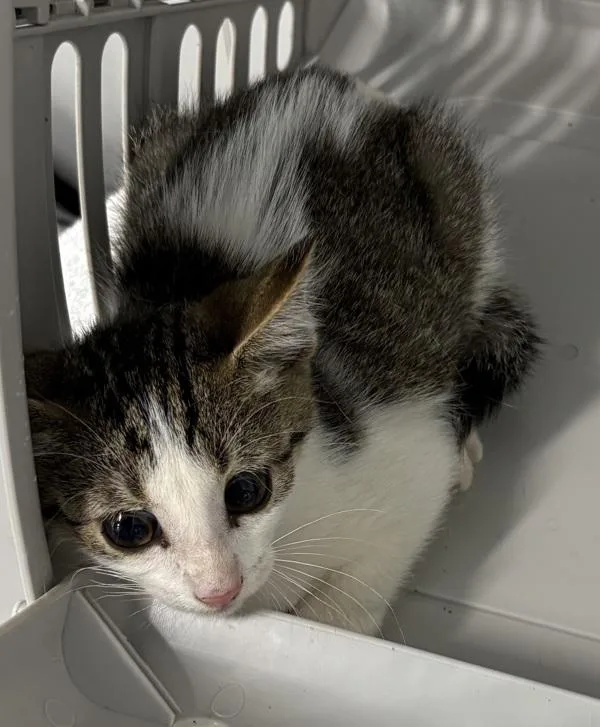 A baby small-sized male Domestic Short Hair cat named Nfc Marko for adoption in Lawrenceville, GA