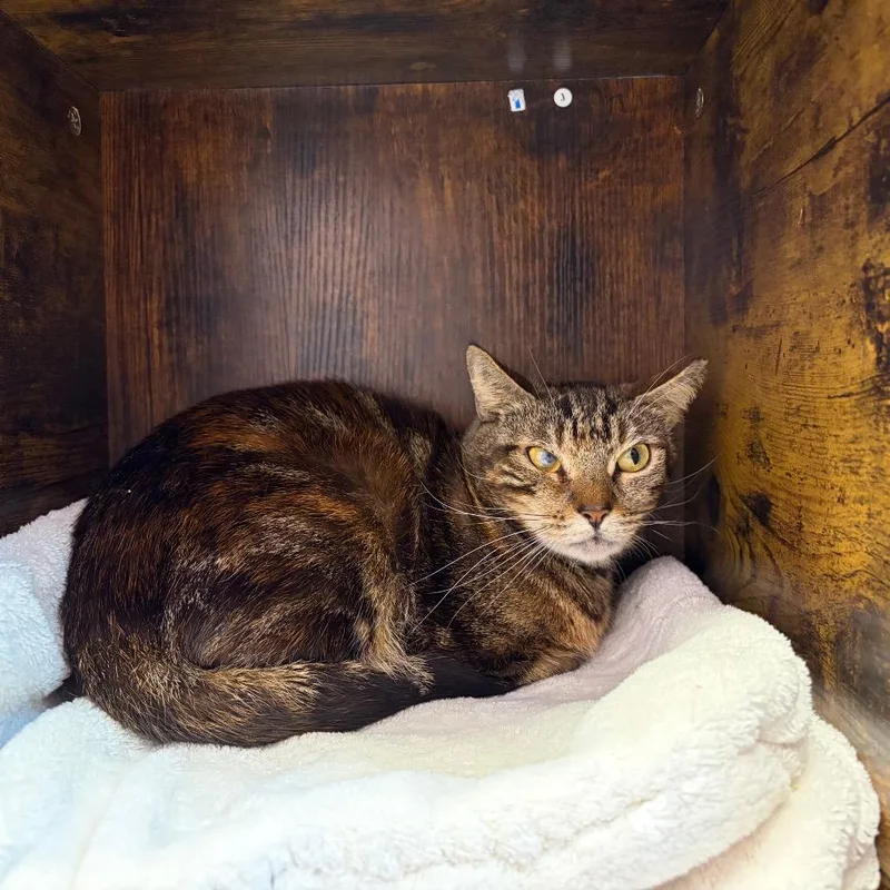 An adult medium-sized female Brown / Chocolate Domestic Short Hair cat named Tipper for adoption in Boston, MA
