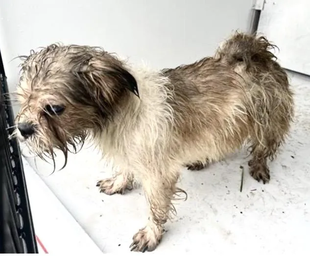 An adult small-sized female Cairn Terrier dog named A for adoption in Houston, TX