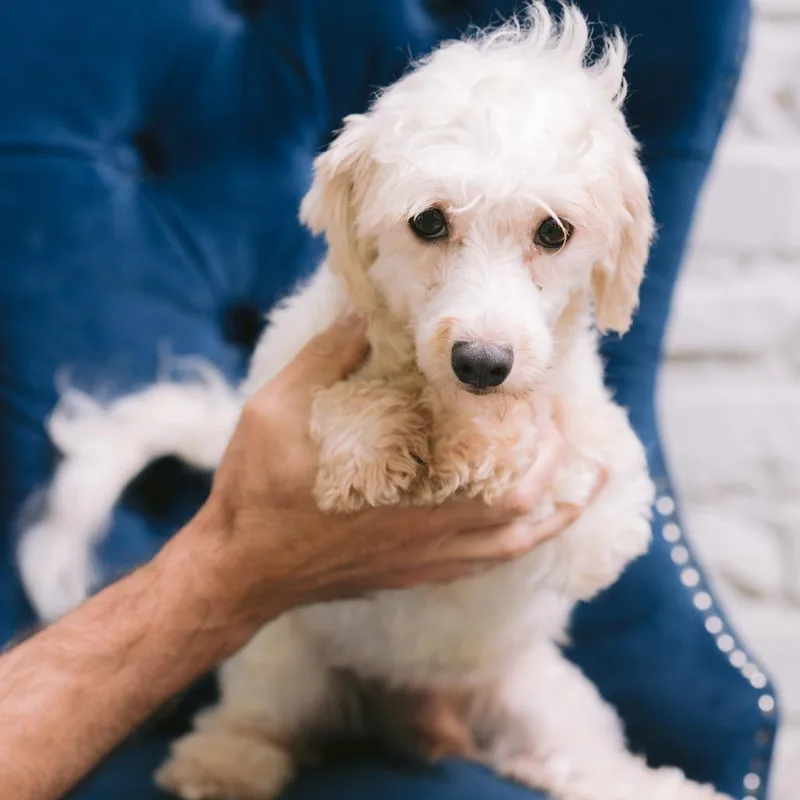 An adult small-sized male Havanese dog named Generator for adoption in Zionsville, IN