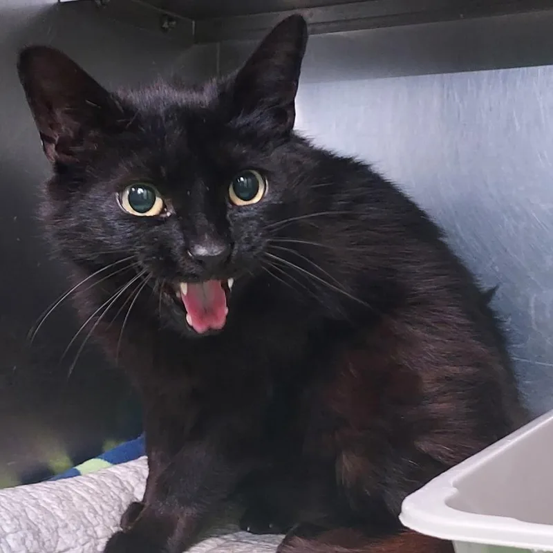 An adult small-sized male Black Domestic Medium Hair cat named Zuko for adoption in Dayton, OH