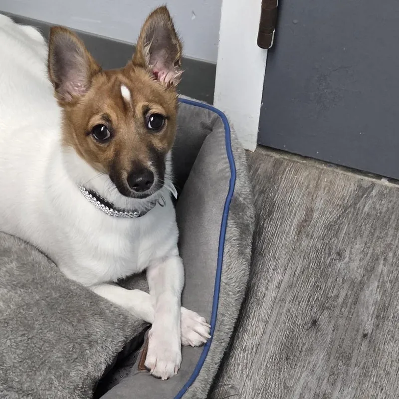A young small-sized male White / Cream Toy Fox Terrier dog named Baxden for adoption in Camden, DE
