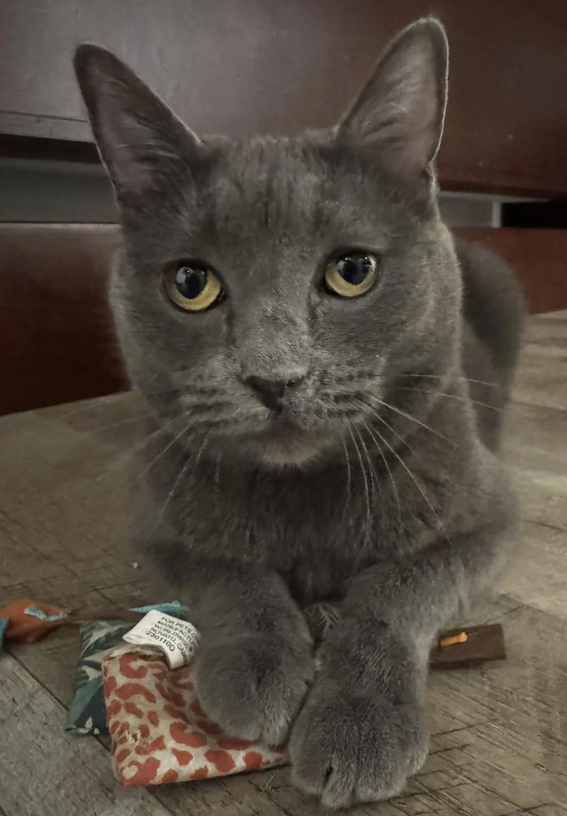 An adult medium-sized female Gray / Blue / Silver Domestic Short Hair cat named Olive for adoption in Seal Beach, CA
