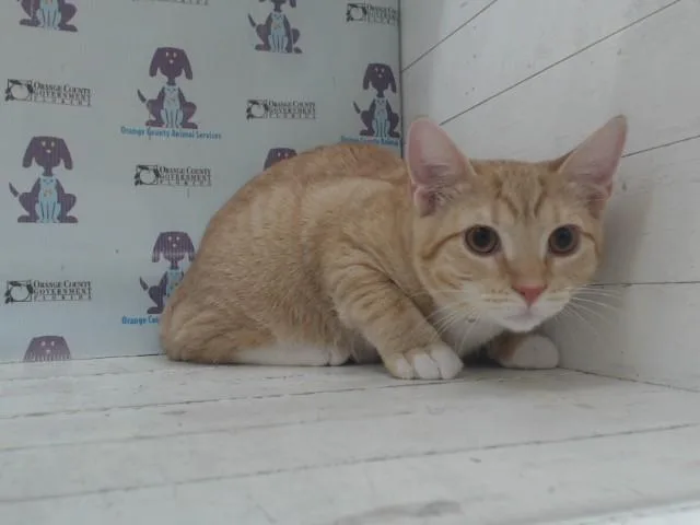 Cheddar